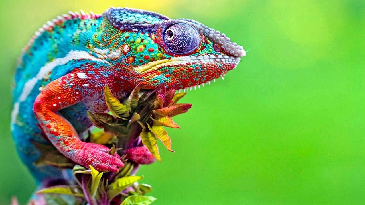 Colorful chameleon representing precise shade matching for masterbatches